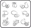 Fruits vector hand drawn